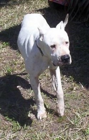 ARGENTO DOGO.jpg