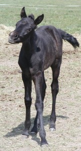 Obrazek